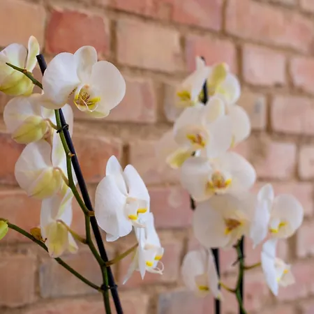 Lejlighed Provenir Strzelecka 25 Poznań