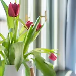 Apartment Provenir Strzelecka 25 Poznan
