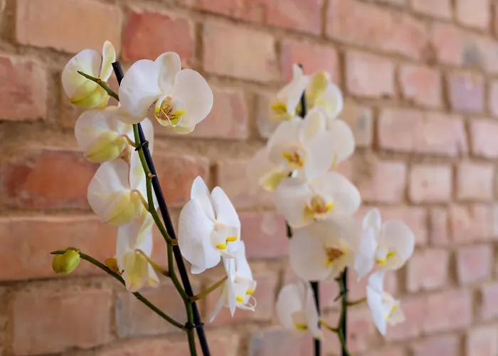 Apartmán Provenir Strzelecka 25 Poznaň